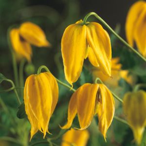Clematis tangutica P11