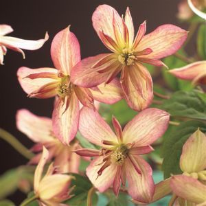 Clematis Marjorie P11