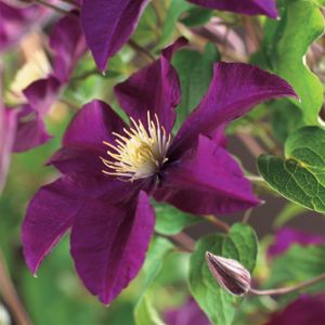 Clematis Warszavska Nike P11