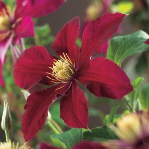 Clematis Niobe P11