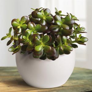 Crassula ovata Minor 12 cm pot