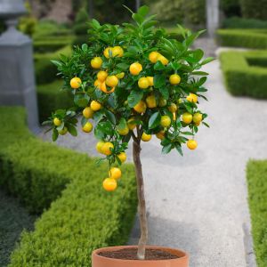 Orange tree Standard