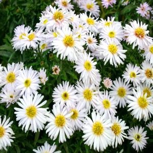 Aster dumosus White