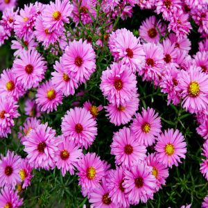 Aster dumosus Pink