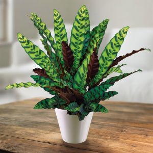 Calathea Lancifolia 14 cm Pot