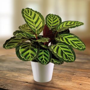 Calathea roseopicta 14 cm Pot