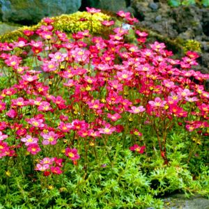 Saxifraga Red 13 cm pot