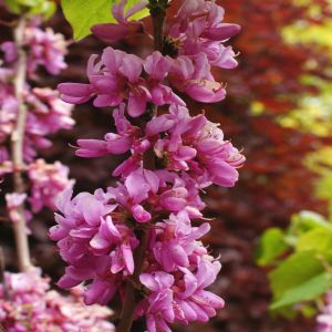 Cercis siliquastrum  P9
