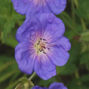 Geranium Rozanne 9 cm