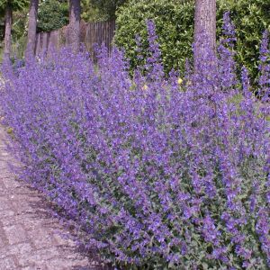 Nepeta faassenii Walker Low 9 cm