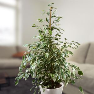 Ficus benjamina Twilight 60 cm