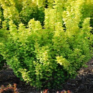 Berberis thunbergii Maria 9 cm pot