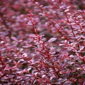 Berberis thunbergii Pink Queen 9 cm pot