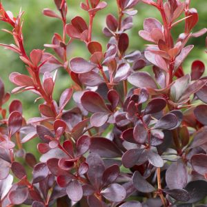 Berberis thunbergii Dart's Red Lady 9 cm pot
