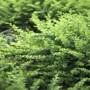 Berberis thunbergii Green Carpet 9 cm pot