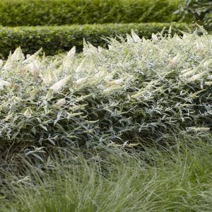Buddleja davidii White Ball  P12