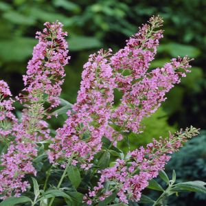 Buddleja davidii Ile de France  P12