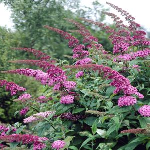 Buddleja davidii Pink Delight  P12