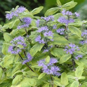 Caryopteris Summer Sorbet 9 cm pot