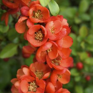 Chaenomeles japonica Sargentii 9 cm pot