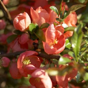 Chaenomeles x superba Salmon Horizon 9 cm pot