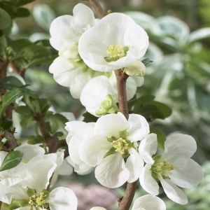 Chaenomeles x superba Jet Trail 9 cm pot