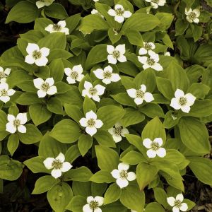 Cornus canadensis 9 cm pot