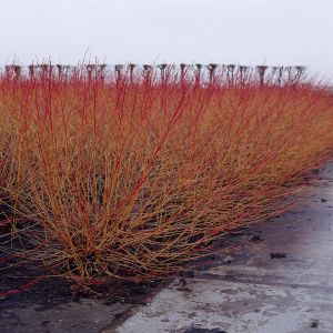 Cornus sanguinea Midwinter Fire 9 cm pot