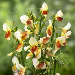 Cytisus Andreanus Splendens 9 cm pot   Yellow