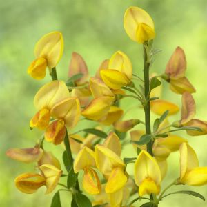 Cytisus Apricot Gem 9 cm pot   Yellow
