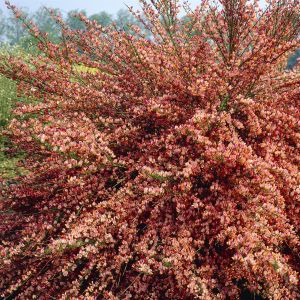 Cytisus scoparius Zeelandia 13 cm pot