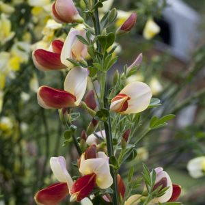 Cytisus Palette 9 cm pot Bicolour