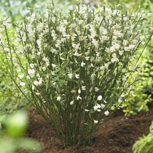 Cytisus White Lion 9 cm pot
