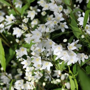 Deutzia gracilis Bridal Flower 9 cm Pot
