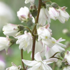 Deutzia crenata Pride of Rochester 9 cm Pot