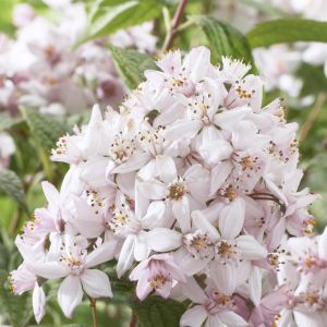 Deutzia hybrida Mont Rose 9 cm pot