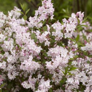 Deutzia purpurea Kalmiiflora 9 cm pot