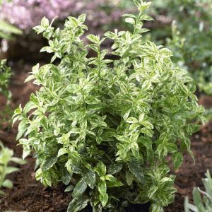 Euonymus Harlequin 13 cm pot