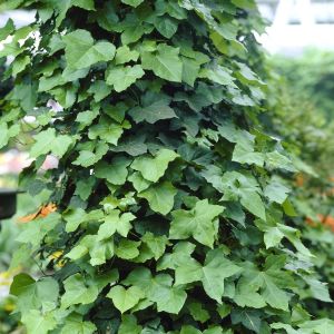 Hedera Hibernica 14 cm pot