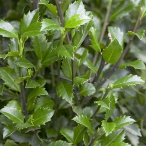 Ilex meserveae Heckenstar 9 cm pot