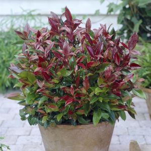 Leucothoe Zeblid 9 cm pot