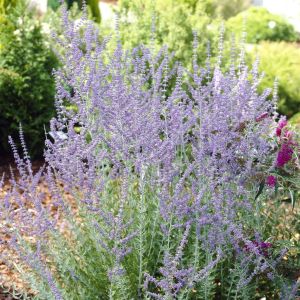 Perovskia Blue Spire 9 cm pot