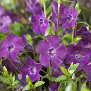 Vinca minor Atropurpurea 9 cm pot