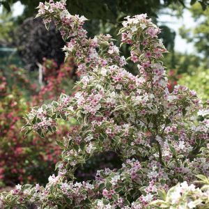 Weigela nana variegata 9 cm pot