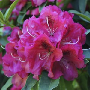 Rhododendron Nova Zembla 13 cm pot