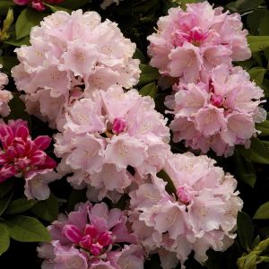 Rhododendron Dreamland 13 cm pot