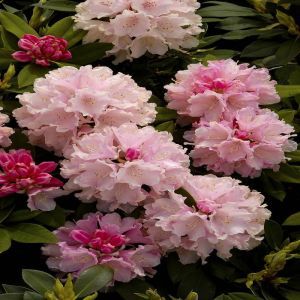 Rhododendron Dreamland 13 cm pot