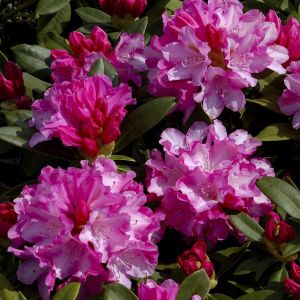 Rhododendron fantastica 13 cm pot