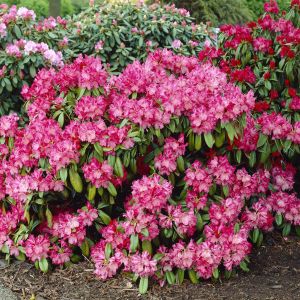 Rhododendron Morgenrot 13 cm pot