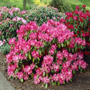 Rhododendron Morgenrot 13 cm pot